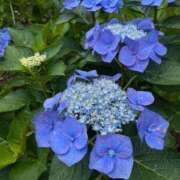 ヒメ日記 2025/07/10 10:23 投稿 まいか♡ぷるぷるＥ乳カップ ラヴァーズ