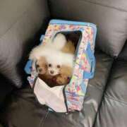 ヒメ日記 2025/08/18 09:20 投稿 麻宮杏子 白夜