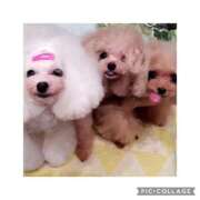 ヒメ日記 2025/08/25 07:39 投稿 麻宮杏子 白夜