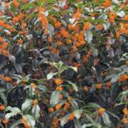 ヒメ日記 2025/10/22 11:32 投稿 麻宮杏子 白夜