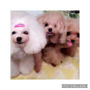 ヒメ日記 2025/11/11 22:18 投稿 麻宮杏子 白夜