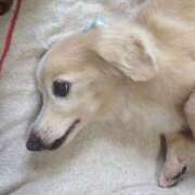 ヒメ日記 2026/03/31 23:05 投稿 麻宮杏子 白夜