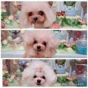 ヒメ日記 2026/04/01 21:30 投稿 麻宮杏子 白夜