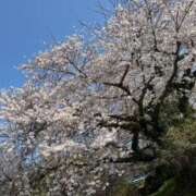 ヒメ日記 2026/04/03 14:59 投稿 麻宮杏子 白夜