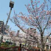 ヒメ日記 2025/03/25 13:05 投稿 ひより 熟女の風俗最終章 本厚木店