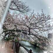 ヒメ日記 2026/03/31 09:45 投稿 ひより 熟女の風俗最終章 本厚木店