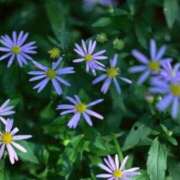 ヒメ日記 2025/09/25 07:44 投稿 森村 熟女の風俗最終章 横浜本店