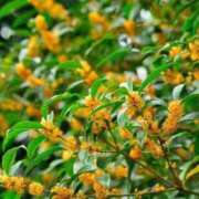 ヒメ日記 2025/09/27 07:44 投稿 森村 熟女の風俗最終章 横浜本店