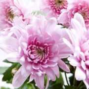 ヒメ日記 2025/10/13 07:49 投稿 森村 熟女の風俗最終章 横浜本店