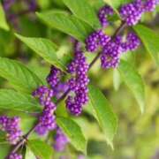 ヒメ日記 2025/10/23 07:14 投稿 森村 熟女の風俗最終章 横浜本店