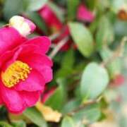 ヒメ日記 2025/11/07 07:14 投稿 森村 熟女の風俗最終章 横浜本店