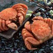 ヒメ日記 2025/11/12 07:36 投稿 森村 熟女の風俗最終章 横浜本店