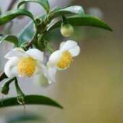 ヒメ日記 2025/11/13 07:14 投稿 森村 熟女の風俗最終章 横浜本店