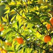 ヒメ日記 2025/12/02 07:19 投稿 森村 熟女の風俗最終章 横浜本店