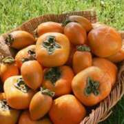 ヒメ日記 2025/12/06 07:24 投稿 森村 熟女の風俗最終章 横浜本店