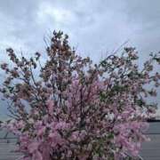 ヒメ日記 2026/03/17 07:04 投稿 森村 熟女の風俗最終章 横浜本店