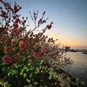 ヒメ日記 2026/03/22 07:47 投稿 森村 熟女の風俗最終章 横浜本店