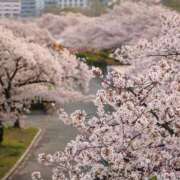 ヒメ日記 2026/04/05 17:31 投稿 森村 熟女の風俗最終章 横浜本店