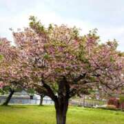 ヒメ日記 2026/04/19 07:24 投稿 森村 熟女の風俗最終章 横浜本店