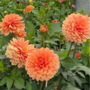 れいこ こんにちは👋 熟女総本店