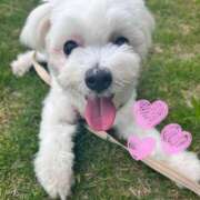 ヒメ日記 2025/02/08 13:09 投稿 なつき 品川ソフトスタイル(ユメオト)