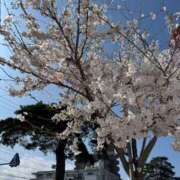 ヒメ日記 2025/04/21 08:48 投稿 かんな 奥様メモリアル