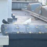 ヒメ日記 2025/01/30 11:24 投稿 柚木あすか ミセス大阪十三店