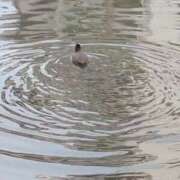 ヒメ日記 2024/12/21 09:35 投稿 みほ 新宿・新大久保おかあさん