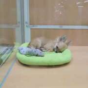 ヒメ日記 2024/12/23 23:15 投稿 みほ 新宿・新大久保おかあさん