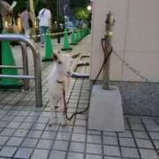 ヒメ日記 2024/12/29 23:15 投稿 みほ 新宿・新大久保おかあさん