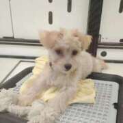 ヒメ日記 2024/12/31 09:35 投稿 みほ 新宿・新大久保おかあさん