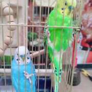 ヒメ日記 2025/03/16 08:50 投稿 みほ 新宿・新大久保おかあさん