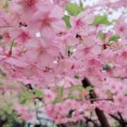 ヒメ日記 2025/03/17 08:00 投稿 みほ 新宿・新大久保おかあさん