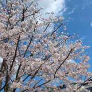 ヒメ日記 2025/04/05 10:04 投稿 みほ 新宿・新大久保おかあさん