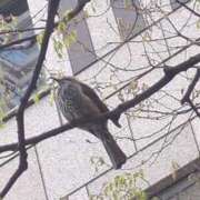 ヒメ日記 2025/04/07 08:20 投稿 みほ 新宿・新大久保おかあさん