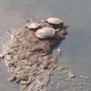 ヒメ日記 2025/04/12 09:20 投稿 みほ 新宿・新大久保おかあさん