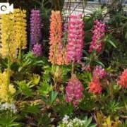 ヒメ日記 2025/04/18 08:20 投稿 みほ 新宿・新大久保おかあさん