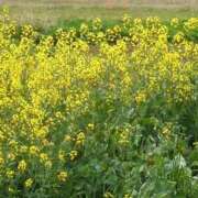 ヒメ日記 2025/04/29 08:20 投稿 みほ 新宿・新大久保おかあさん