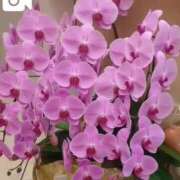 ヒメ日記 2025/06/03 14:40 投稿 みほ 新宿・新大久保おかあさん