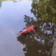 ヒメ日記 2025/06/30 21:20 投稿 みほ 新宿・新大久保おかあさん