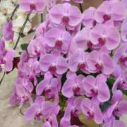 ヒメ日記 2025/07/03 22:30 投稿 みほ 新宿・新大久保おかあさん