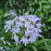 ヒメ日記 2025/07/29 23:00 投稿 みほ 新宿・新大久保おかあさん