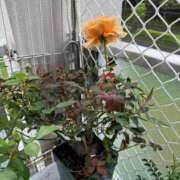 ヒメ日記 2025/05/10 09:24 投稿 水野 はづき マーベリック横浜