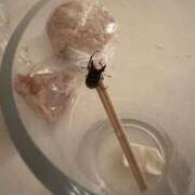 ヒメ日記 2025/07/18 00:04 投稿 水野 はづき マーベリック横浜