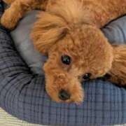 ヒメ日記 2025/11/09 10:30 投稿 ゆうり【癒やし系プロフェッショナル美女】 Beppin house