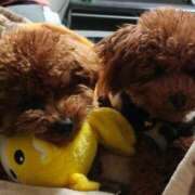 ヒメ日記 2026/03/30 12:25 投稿 ゆうり【癒やし系プロフェッショナル美女】 Beppin house