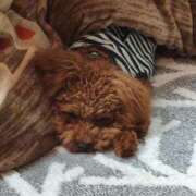 ヒメ日記 2026/05/13 07:50 投稿 ゆうり【癒やし系プロフェッショナル美女】 Beppin house