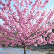 ヒメ日記 2025/04/12 12:55 投稿 百瀬こはる DEEPS成田店