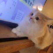 ヒメ日記 2025/01/20 12:41 投稿 ことの かりんと吉祥寺