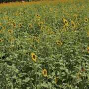 ヒメ日記 2025/07/31 16:30 投稿 ゆか 大宮baton